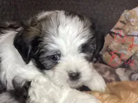Boy blue, a male Shorkie for sale in Madisonville, TN – 2 of 8