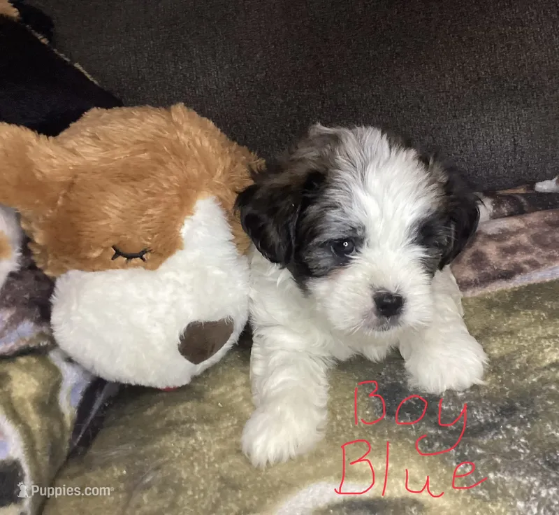 Boy blue – Shorkie puppy for sale in Madisonville, TN