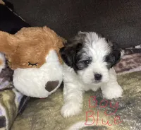Boy blue, a male Shorkie for sale in Madisonville, TN – 1 of 8