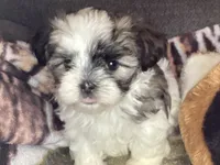 Girl shorkie, a female Shorkie for sale in Madisonville, TN – 3 of 10