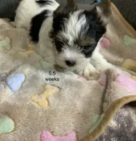 Parti boy, a male Yorkshire Terrier for sale in Madisonville, TN – 5 of 7
