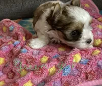 Green , a female Yorkshire Terrier for sale in Madisonville, TN – 2 of 5