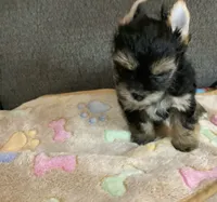 Traditional , a male Yorkshire Terrier for sale in Madisonville, TN – 2 of 7