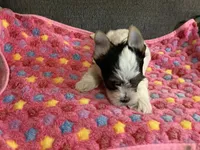 Girl parti, a female Yorkshire Terrier for sale in Madisonville, TN – 2 of 3