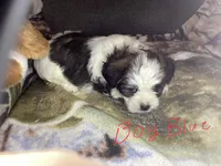 Boy blue, a male Shorkie for sale in Madisonville, TN – 3 of 8