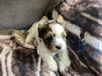 Boy , a male Yorkshire Terrier for sale in Madisonville, TN – 8 of 8