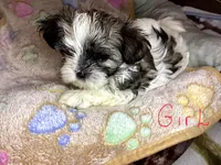 Girl shorkie, a female Shorkie for sale in Madisonville, TN – 3 of 10
