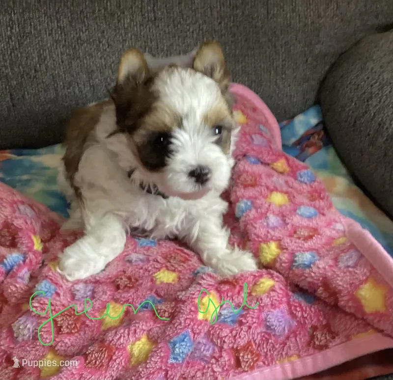 Green  – Yorkshire Terrier puppy for sale in Madisonville, TN