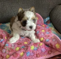 Green , a female Yorkshire Terrier for sale in Madisonville, TN – 1 of 5