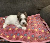 Pink , a female Yorkshire Terrier for sale in Madisonville, TN – 3 of 4