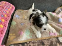 Parti boy, a male Yorkshire Terrier for sale in Madisonville, TN – 7 of 7