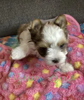 Green , a female Yorkshire Terrier for sale in Madisonville, TN – 4 of 5