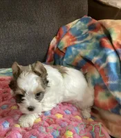 Green , a female Yorkshire Terrier for sale in Madisonville, TN – 6 of 8