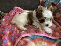 Green , a female Yorkshire Terrier for sale in Madisonville, TN – 2 of 8