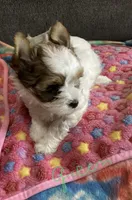 Green , a female Yorkshire Terrier for sale in Madisonville, TN – 7 of 8