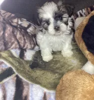 Girl shorkie, a female Shorkie for sale in Madisonville, TN – 6 of 10
