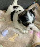 Parti boy, a male Yorkshire Terrier for sale in Madisonville, TN – 3 of 7