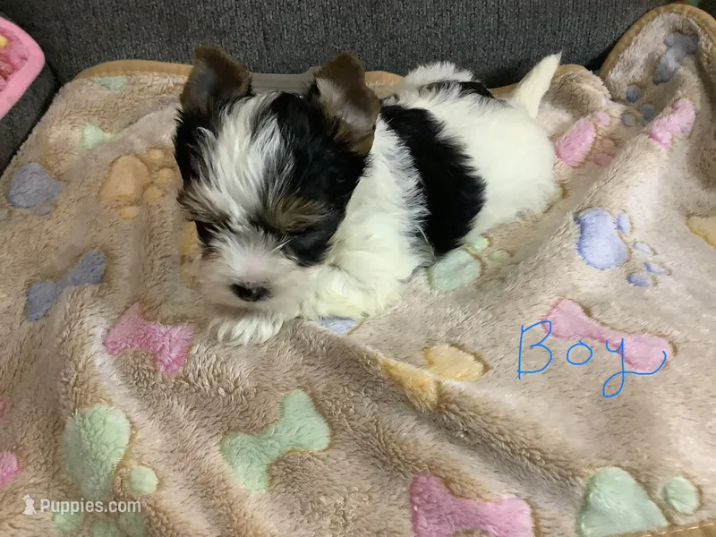 Parti boy – Yorkshire Terrier puppy for sale in Madisonville, TN