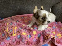 Yellow, a female Yorkshire Terrier for sale in Madisonville, TN – 6 of 10