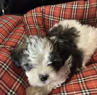 Blue Boy, a male Shorkie for sale in Madisonville, TN – 7 of 10