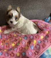 Yellow, a female Yorkshire Terrier for sale in Madisonville, TN – 7 of 10