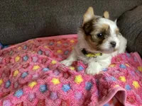 Yellow, a female Yorkshire Terrier for sale in Madisonville, TN – 10 of 10