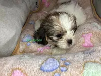Boy Green , a male Shorkie for sale in Madisonville, TN – 2 of 10