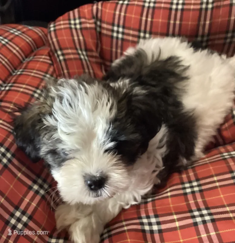 Blue Boy – Shorkie puppy for sale in Madisonville, TN