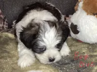 Boy blue, a male Shorkie for sale in Madisonville, TN – 5 of 8