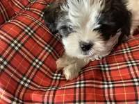 Blue Boy, a male Shorkie for sale in Madisonville, TN – 3 of 10