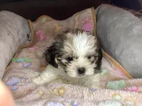 Boy Green , a male Shorkie for sale in Madisonville, TN – 4 of 10