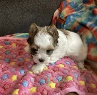 Green , a female Yorkshire Terrier for sale in Madisonville, TN – 5 of 8