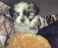 Girl shorkie, a female Shorkie for sale in Madisonville, TN – 8 of 10