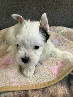 Ghost , a male Yorkshire Terrier for sale in Madisonville, TN – 3 of 6