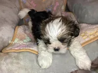 Boy Beige, a male Shorkie for sale in Madisonville, TN – 2 of 9