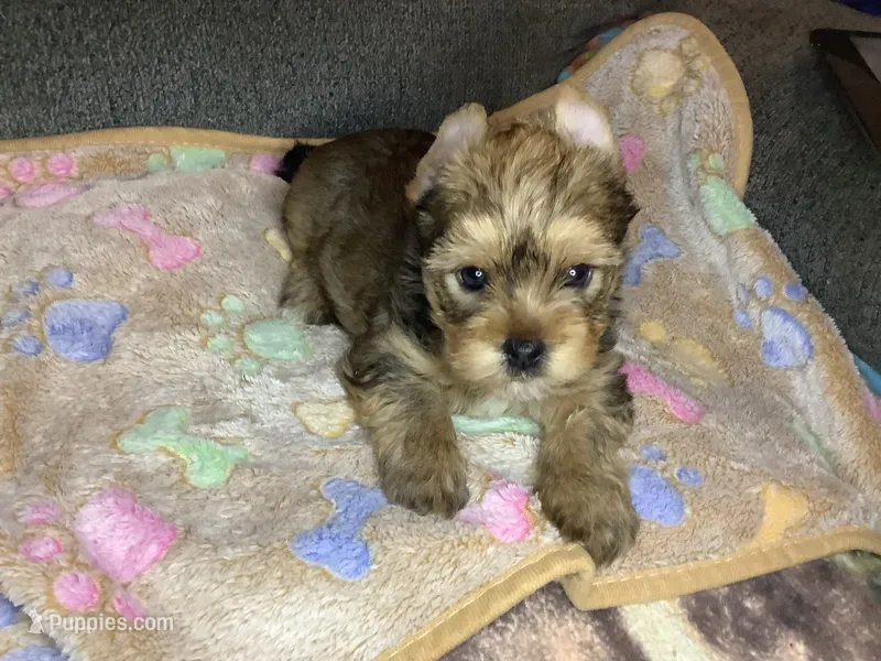 Brown sable  – Yorkshire Terrier puppy for sale in Madisonville, TN