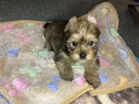 Brown sable , a male Yorkshire Terrier for sale in Madisonville, TN – 1 of 6