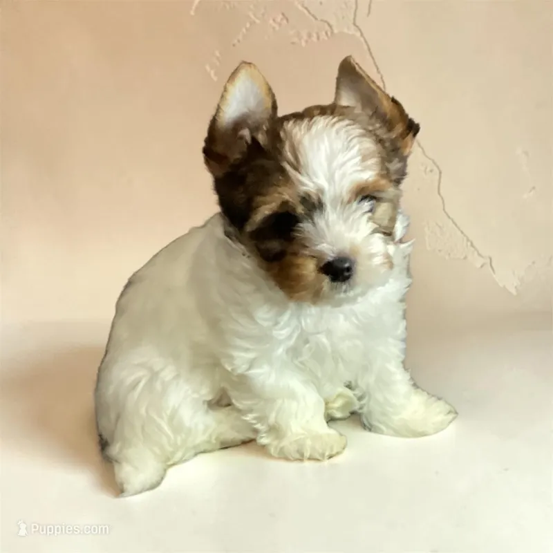 Boy  – Yorkshire Terrier puppy for sale in Madisonville, TN