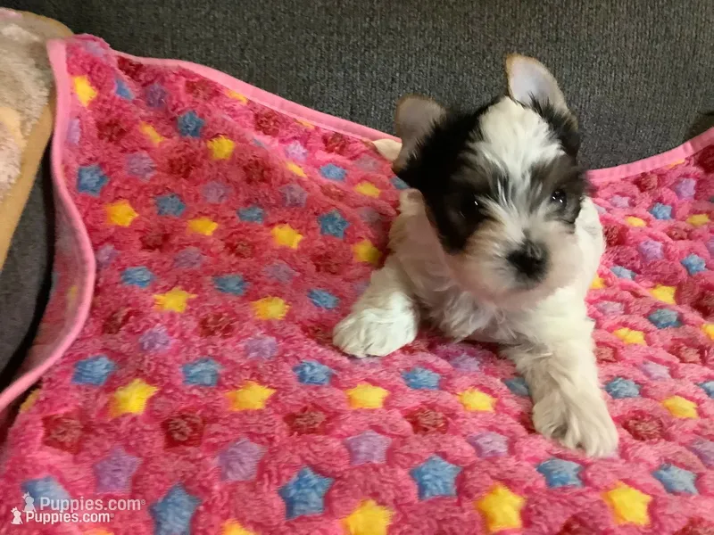 Girl parti – Yorkshire Terrier puppy for sale in Madisonville, TN