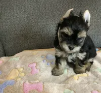 Traditional , a male Yorkshire Terrier for sale in Madisonville, TN – 7 of 7