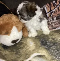 Girl shorkie, a female Shorkie for sale in Madisonville, TN – 5 of 10