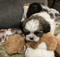 Boy Beige, a male Shorkie for sale in Madisonville, TN – 4 of 10