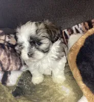 Girl shorkie, a female Shorkie for sale in Madisonville, TN – 4 of 10