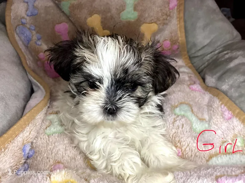 Girl shorkie – Shorkie puppy for sale in Madisonville, TN