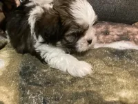 Boy Beige, a male Shorkie for sale in Madisonville, TN – 8 of 10