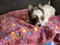 Yellow, a female Yorkshire Terrier for sale in Madisonville, TN – 4 of 10