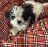 Blue Boy, a male Shorkie for sale in Madisonville, TN – 4 of 10