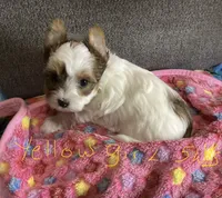 Yellow, a female Yorkshire Terrier for sale in Madisonville, TN – 9 of 10