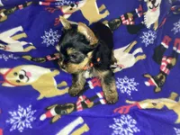 Orange, a male Yorkshire Terrier for sale in Madisonville, TN – Photo 4 of 8