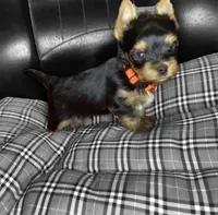 Orange, a male Yorkshire Terrier for sale in Madisonville, TN – Photo 7 of 8